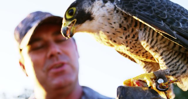 Falconer Handling Peregrine Falcon at Sunrise - Download Free Stock Images Pikwizard.com