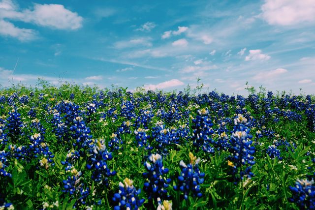 Ideal for nature enthusiasts, this scene showcases a colorful field of blue wildflowers against the backdrop of a clear blue sky. Perfect for use in magazines, environmental advertising, or website backgrounds to convey natural beauty and tranquility.