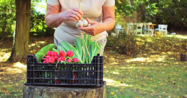 Person Harvesting Fresh Organic Vegetables Outdoors in Garden - Download Free Stock Images Pikwizard.com