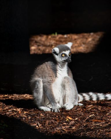 Ring-tailed lemur sitting in dramatic sunlight on woodchip ground with striped tail