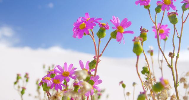 Vibrant pink wildflowers bloom against a clear blue sky. Outdoor scenes like this capture the essence of spring and the beauty of nature's renewal.