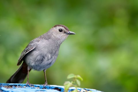 Gray Catbird Perched on Blue Wooden Surface in Lush Greenscape