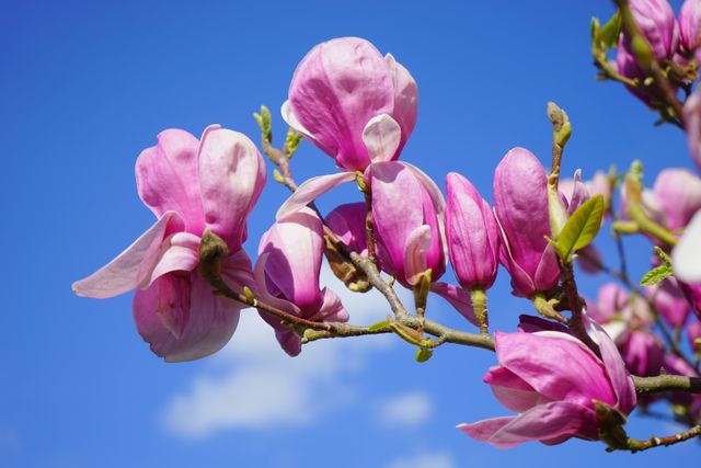 Pink Magnolia Blossoms Against Blue Sky on Sunny Day - Download Free Stock Photos Pikwizard.com