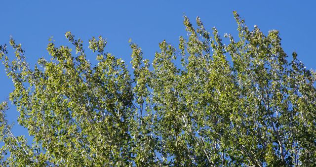Tree Tops Against Clear Blue Sky in Summer - Download Free Stock Images Pikwizard.com