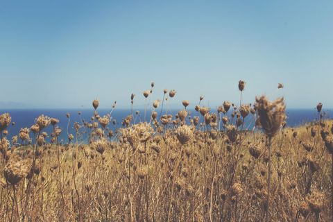 Dried wildflower seedheads swaying on coastal hillside overlooking deep blue sea and sky