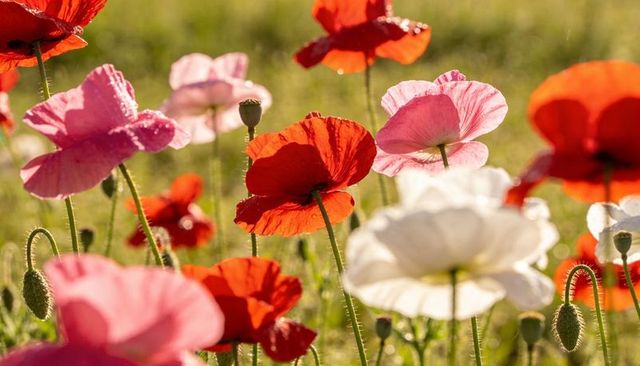 Sunlit red pink and white poppies glowing with dew in meadow at golden backlight