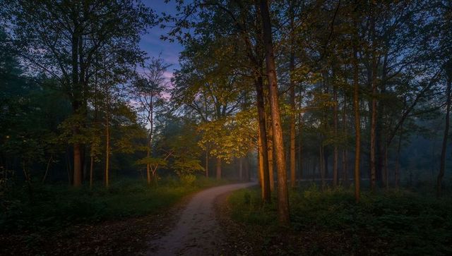 Winding dirt trail glowing at twilight through misty woodland canopy and golden trees
