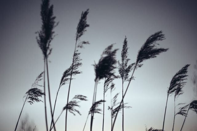 Silhouetted reeds gently swaying against a twilight sky evoke a sense of tranquility and can be used to symbolize calm, peace, and the beauty of nature. Ideal for backgrounds, screensavers, blogs related to nature, relaxation themes, or serene atmosphere promotions.