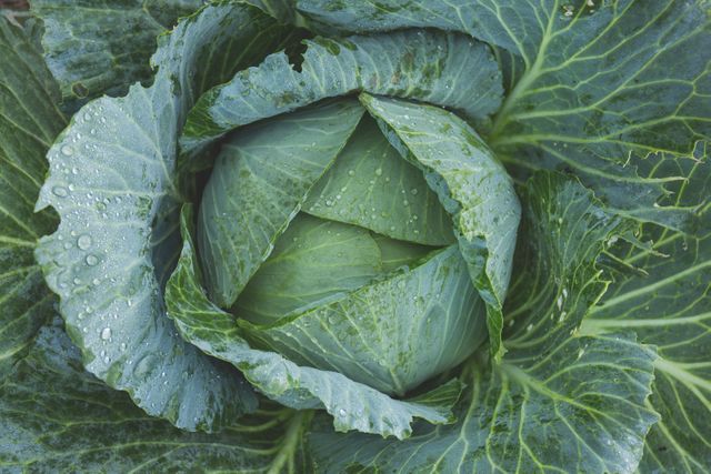 Close-up of cabbage with dew drops on leaves, ideal for marketing agriculture products, organic farming advertisements, healthy eating promotions, and gardening blogs. Vibrant green color creates engaging visuals for food-related content.