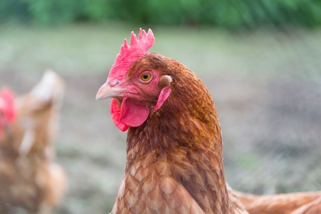 This image depicting a close-up of a brown chicken is ideal for use in agricultural contexts, educational materials about farm animals, blog posts on sustainable farming, and marketing collateral for poultry farming businesses. The chicken's detailed features and vibrant colors make it suitable for various visual projects focused on farm life or animal husbandry.
