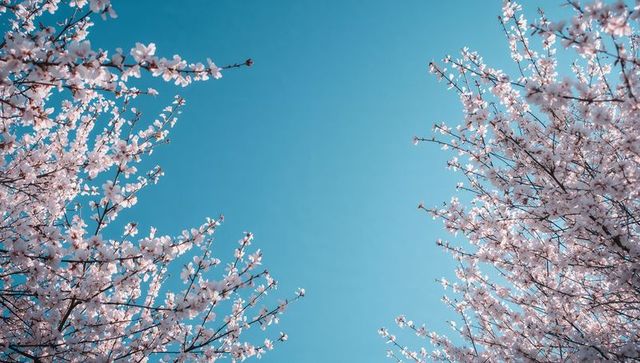Cherry blossom branches framing clear cyan sky - spring bloom minimal pastel background