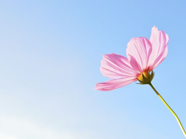 The image captures a single pink cosmos flower blooming against a clear blue sky, highlighting its delicate petals and elegance. Ideal for use in nature-themed content, backgrounds, inspirational quotes, spring and summer advertising, and environmental campaigns. It evokes feelings of tranquility, simplicity, and natural beauty.