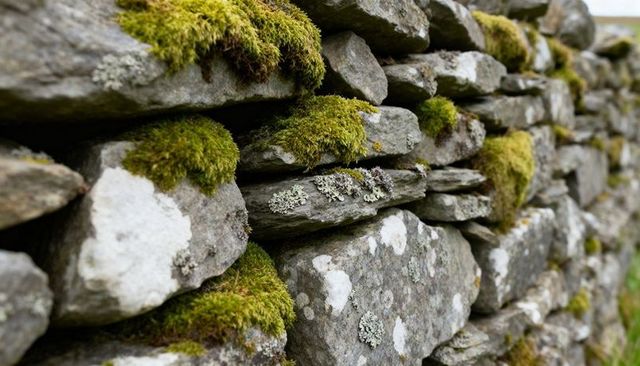 Moss covered dry stone wall closeup showing weathered slate layers and lichen texture