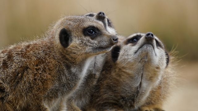 Image shows three meerkats closely huddled, looking upward, perfect for educational materials, wildlife documentaries, posters about animal behavior, and nature conservation campaigns.