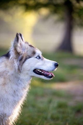 Siberian Husky with Blue Eyes Enjoying Outdoor Scenery