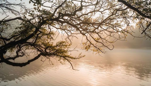 Misty dawn over calm lake with overhanging tree branch casting golden reflections