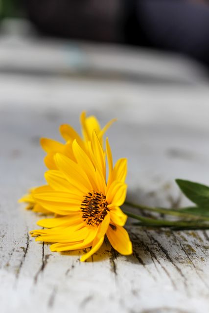Yellow Flowers on Weathered Wooden Surface - Download Free Stock Photos Pikwizard.com