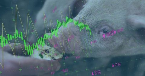 Pig Feeding with Financial Charts Overlay Depicting Market Trends