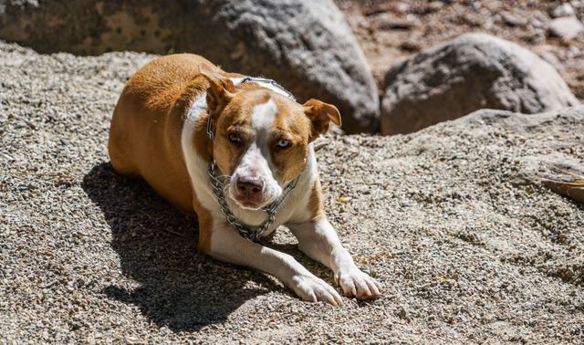 A brown and white dog with piercing blue eyes is lying down outdoors on rocky ground on a sunny day. The dog is wearing a chain collar. This image can be used for pet-related articles, outdoor adventure publications, or brands focusing on pet supplies and accessories.