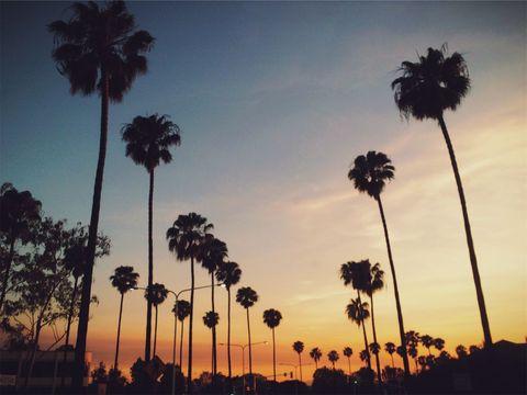 Scenic los angeles palm trees at sunset