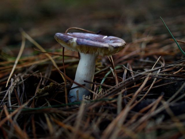 Close-up of a purple mushroom growing in its natural woodland habitat, surrounded by pine needles on the forest floor. Useful for content related to nature, outdoor exploration, fungal studies, and forest ecosystems. Ideal for blogs, educational materials, and environmental websites.