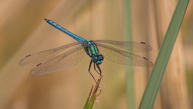 Perching emerald dragonfly clinging to broken grass stem with metallic blue sheen