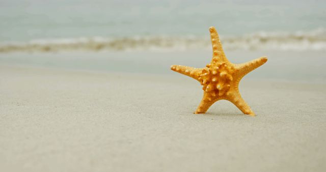 Golden starfish on sandy beach. Great for travel brochures, relaxation themes, marine biology studies, summer vacation promotions, and coastal conservation campaigns.