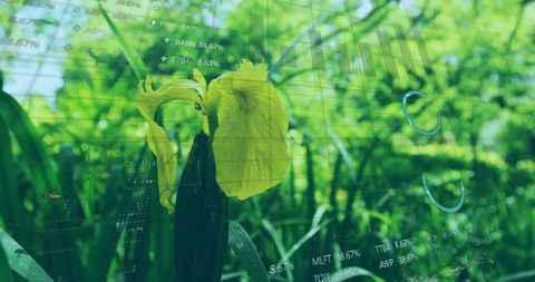 Yellow iris blooming with financial data overlay merging nature and green investment