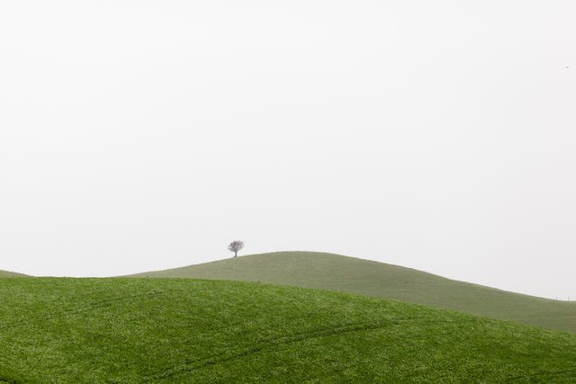 Lone tree stands atop rolling green hills beneath an overcast sky, capturing a minimalist and serene landscape. Useful for themes related to solitude, nature, and simplicity. Perfect for environmental, relaxation, and background design projects.