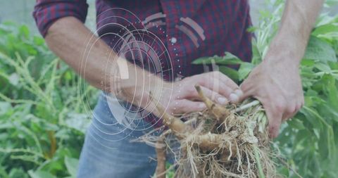 Gardener pulling up large rootball and analyzing soil health with digital hud overlay