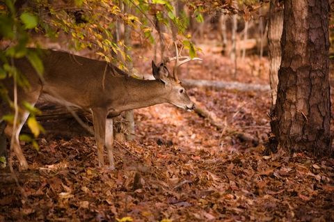 White-Tailed Deer Foraging Among Vibrant Fall Leaves