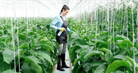 Woman Gardener Watering Plants in a Greenhouse - Download Free Stock Images Pikwizard.com