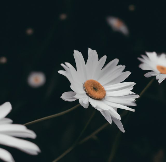 Close-Up of Beautiful White Daisies Against Dark Background - Download Free Stock Photos Pikwizard.com