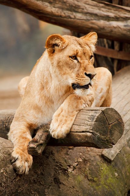 Lioness is relaxing on a tree trunk in a forest, showcasing her majestic and powerful presence. Ideal for wildlife conservation themes, educational materials on African wildlife, nature and animal photography portfolios, and promotional content for safari tours and environmental documentaries.