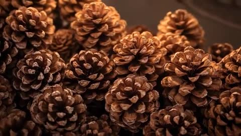 Slow Panning Over Warm-Lit Pine Cone Pile Highlighting Scales and Texture