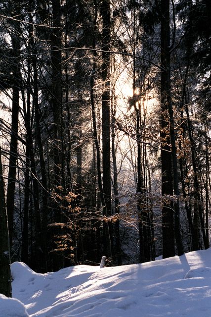 White Snow Near Black Trees during Daytime - Download Free Stock Photos Pikwizard.com