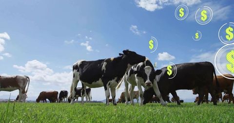 Grazing holstein cows in sunny pasture with floating dollar icons symbolizing farm value