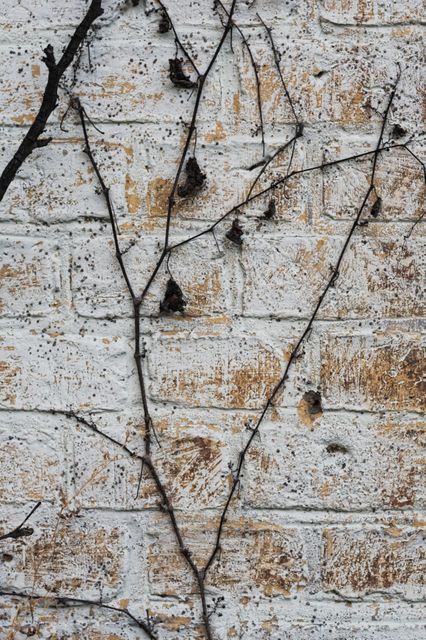 This image features dry vines creeping over an aged white brick wall, showcasing a rustic and textured appearance. The contrast of the dark vines against the light bricks creates a vintage and urban decay appeal. Perfect for use in design projects highlighting natural textures, rustic themes, or urban environments.