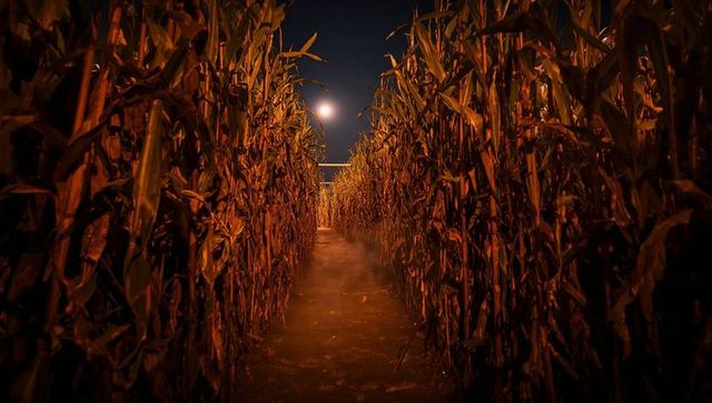 Eerie moonlit cornfield pathway illuminating an otherworldly mist