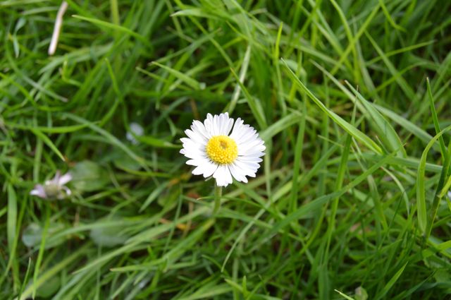 Single White Daisy in Green Grass - Download Free Stock Photos Pikwizard.com