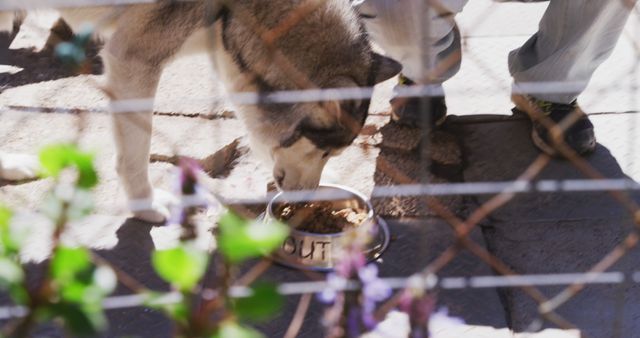 Siberian Husky Eating Food from Bowl in Outdoor Setting - Download Free Stock Images Pikwizard.com