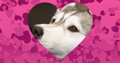 Adorable Husky Closeup in Heart on Pink Background for Dog Day