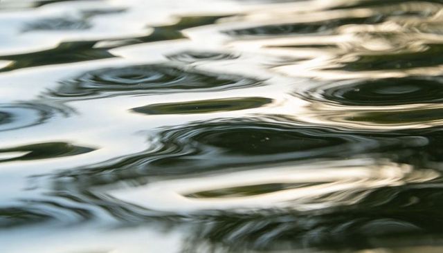 Rippling pond surface reflecting trees and sunlight, concentric ripples and soft wavelets