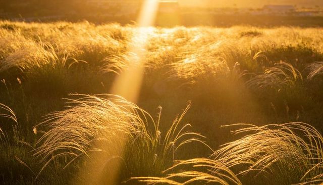 Golden-hour grasses swaying in sunbeam-lit meadow, backlit tussock landscape