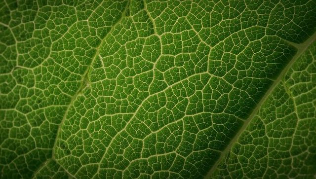 Macro closeup of translucent green leaf venation revealing intricate cellular network texture