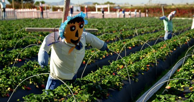 Colorful scarecrow placed in strawberry field with ripe strawberries during harvest season. Rows of crops seen growing under sun. Useful for themes related to farming, agriculture, harvest season, crop protection, and rural outdoor scenery.