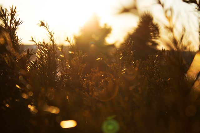 Golden Sunlight Shining through Grass Blades at Sunset - Download Free Stock Photos Pikwizard.com