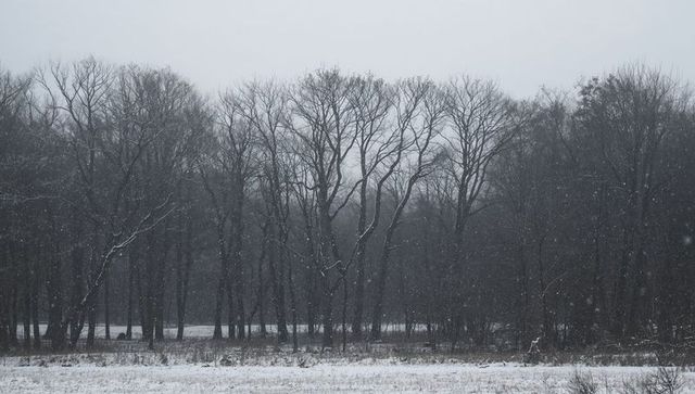 Snowfall Silhouette: Bare Winter Trees Lining Snow-Covered Field in Moody Grey Light