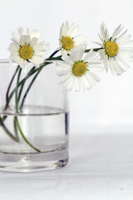 Delicate white daisies with yellow centers displayed in a clear glass vase, partially filled with water, creating a fresh and simple floral arrangement. This stock photo is perfect for use in nature and garden blogs, home decor websites, floral design promotions, and wellness or spa marketing materials.