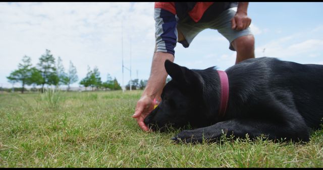 Person training black dog outdoors in grassy field. Useful for content related to pet training, outdoor activities, pet care tips, and animal obedience classes. Ideal for illustrating pet-human interaction, companionship, or active lifestyle.